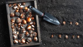 Male gardener plants tulip bulbs in the ground. Hand holding a flower bulbs before planting in the ground. Group of tulip and daffodil bulbs in a wooden box, close up, top view. Gardening concept - Powered by Shutterstock - Get 15% off with code: PIKWIZARD15