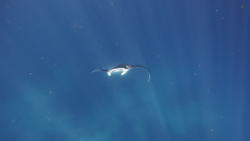 A manta ray swims gracefully underwater, its distinctive shape highlighted against a deep blue background, showcasing its broad wings and unique features