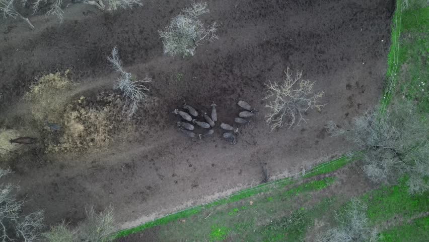 Herd of buffalo resting on dry earth in a rural landscape during late afternoon, aerial view