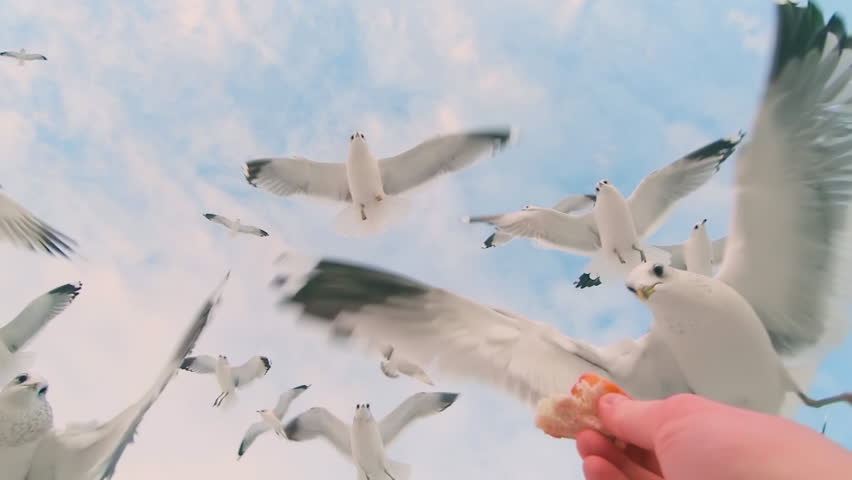 Seagulls Eat Bread from the Hand in Flight - Super Slow Motion. A Lot of Hungry Birds in the Air. Feeding Seagulls with the Bread. Birds are Flying in the Cloudy Sky in Daytime