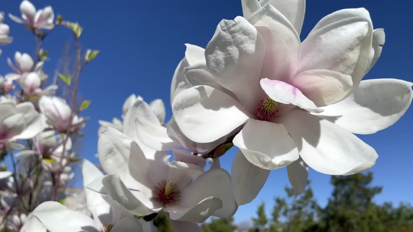 White Magnolia Flowers in Full Bloom Against Blue Sky