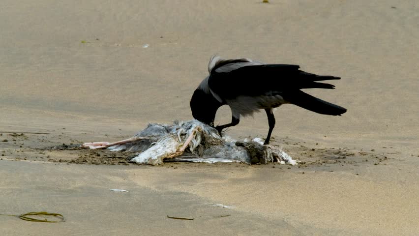 Crow eating a seagull on a sandy beach in Ireland