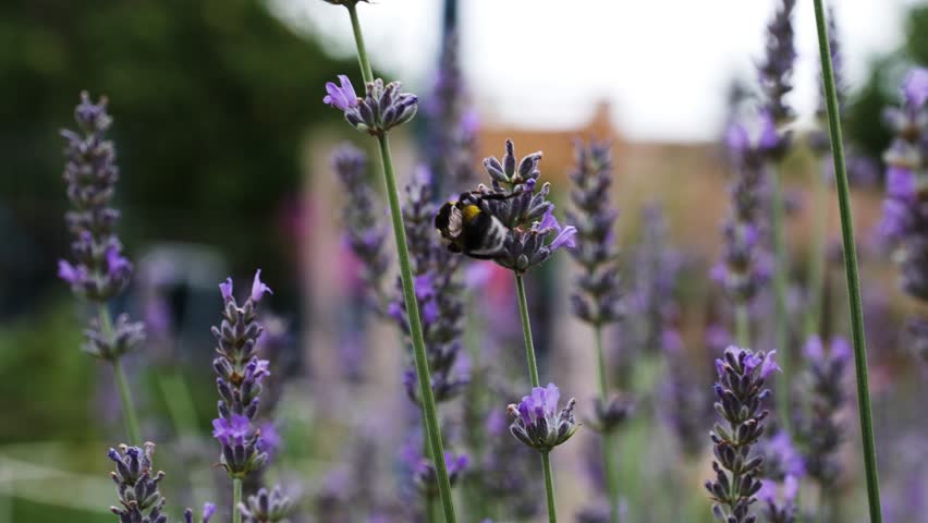 Big Bumble Bee Collecting Pollen from Lavender Flower