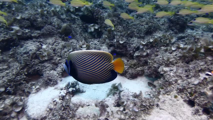 Emperor Angelfish swimming over busy coral reef with other reef fishes