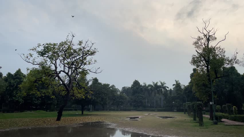 A swamp wet ground in the park with trees under gray cloudy sky