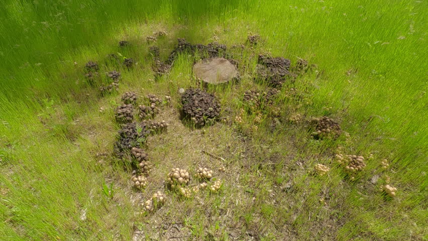 A large cluster of Poisonous mushrooms growing next to a stump, Aerial view