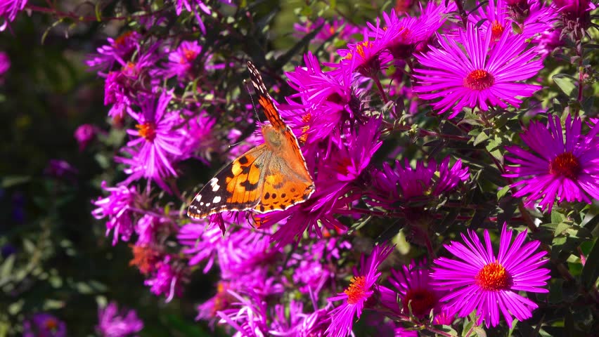 Butterfly painted lady -Vanessa cardui- collects nectar from autumn flowers Aster in the garden