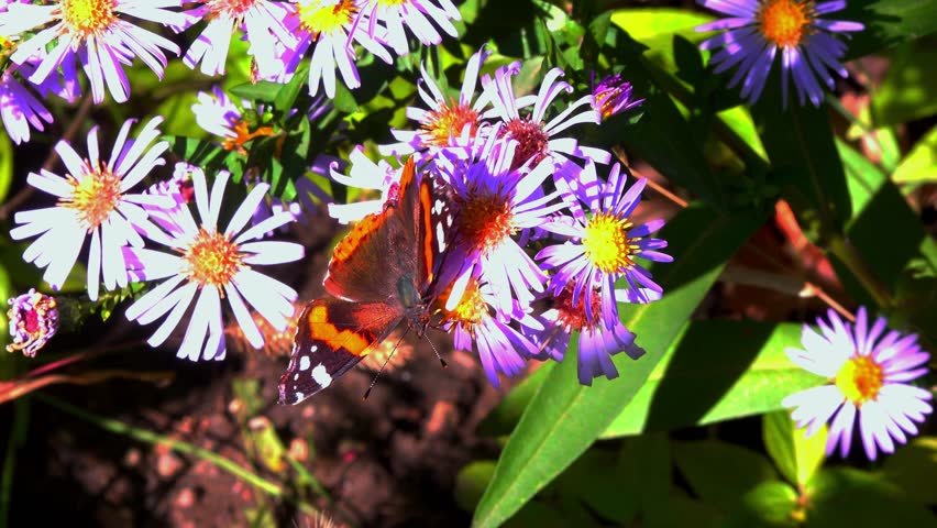 Vanessa atalanta, the red admiral - bright butterfly with red stripes and white spots on wings collects nectar on Astra flowers in the garden, Ukraine 