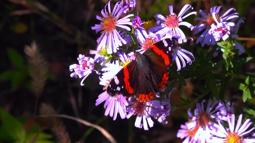 Vanessa atalanta, the red admiral - bright butterfly with red stripes and white spots on wings collects nectar on Astra flowers in the garden, Ukraine 