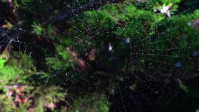 Web with dew drops of a small orb-weaver spider in a park in Odessa, Ukraine - Powered by Shutterstock - Get 15% off with code: PIKWIZARD15