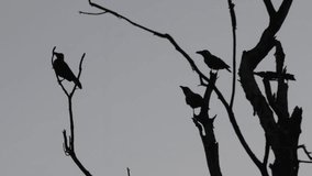 Crows perched on branches of dried tree. - Powered by Shutterstock - Get 15% off with code: PIKWIZARD15