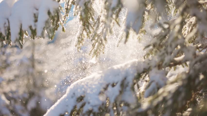 Winter morning in December where sunlight filters through snow-laden branches, creating magical atmosphere. Snow-covered tree branch sways gently in the wind as snowflakes fall around it