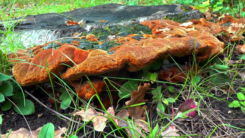Phellinus robustus - saprophytic wood fungus on an old oak tree stump in a garden, Ukraine