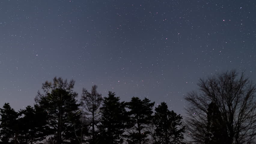 Starlit Forest Silhouette: Night Sky Timelapse