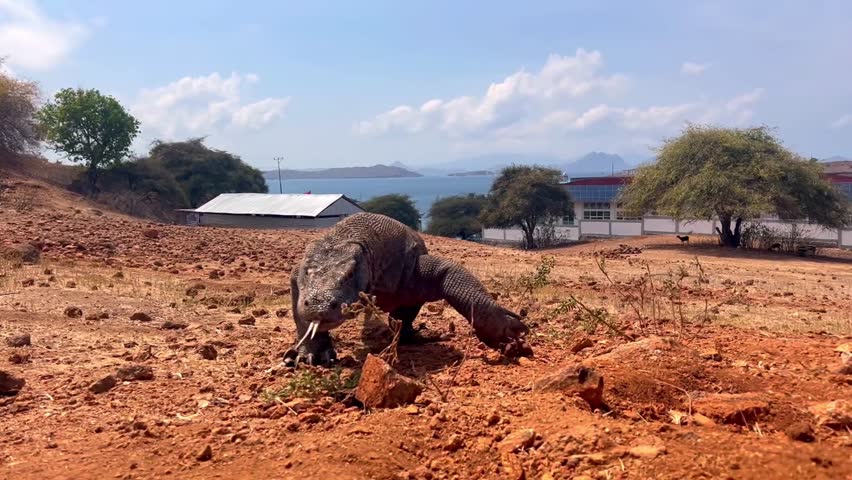 A komodo varan walks around the island.
