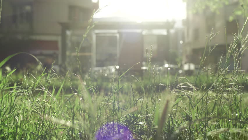bus, coach, shuttle, public transportation, person, station, stop, shelter, ecology, green city, tree, city, old, new, street, road, building, architecture, nature, Europe, France, French, grass, wait