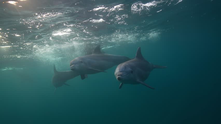 Dolphins Moving Past the Camera Underwater In Beautiful Light and Crystal Clear Visibility