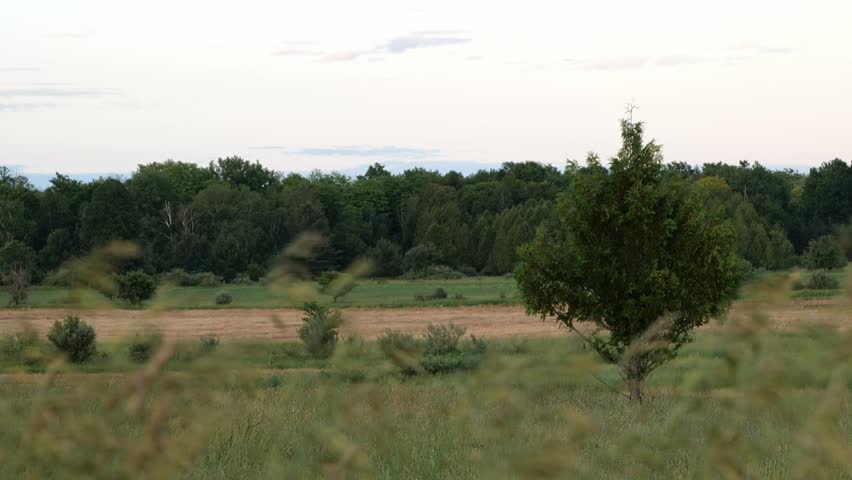 Trees and Grass Blowing in the Breeze on an Overcast Day in Michigan Farmland
