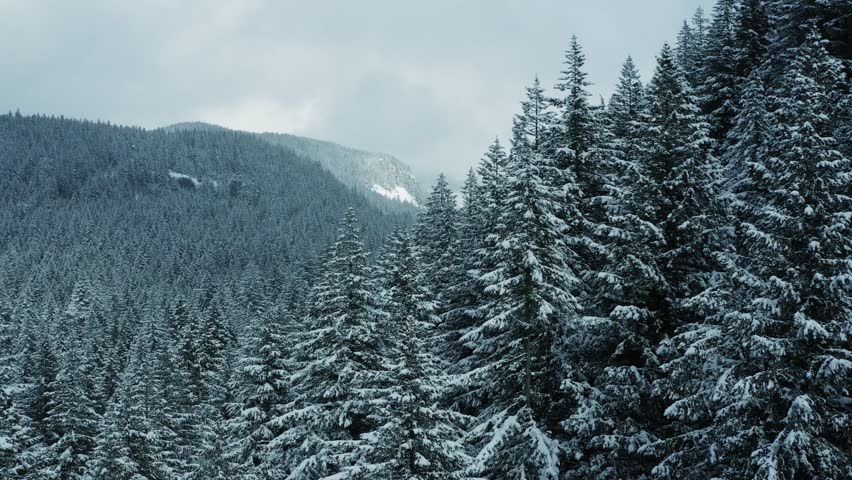 Proximity drone flight between two snow-covered pines reveals winter landscape near Mount Hood, Oregon