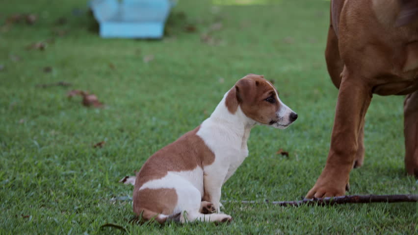 Cute Jack Russell puppy play fight and bite ear of Boerboel Mastiff on the green grass in summer