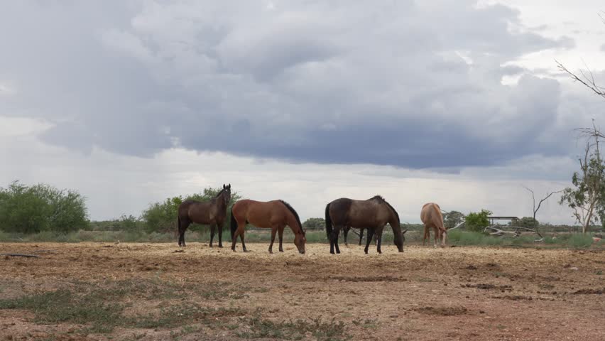 Wild Australian horses wildlife North Queensland farmland farm domestic animal