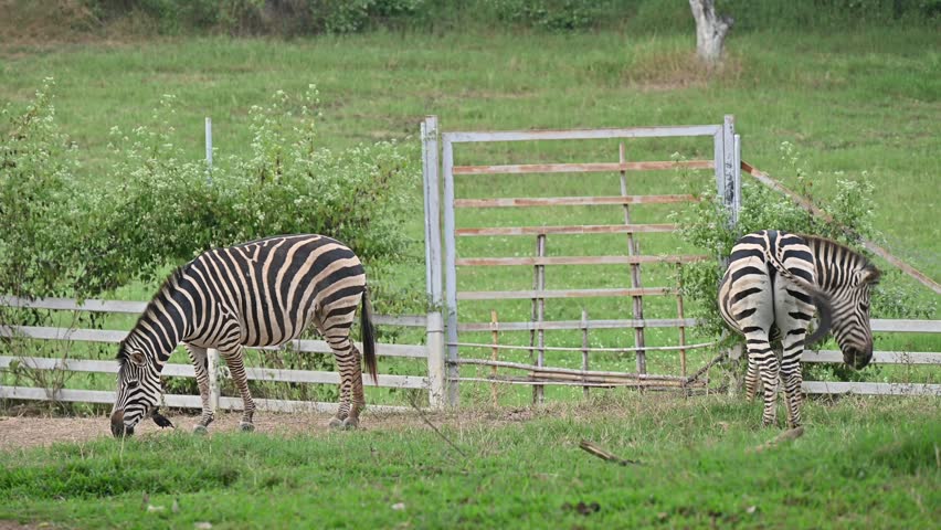 Footage of Zebras eating grass in wildlife conservation area. Zebra is species of African horse family unique with having black an white strippit coats.