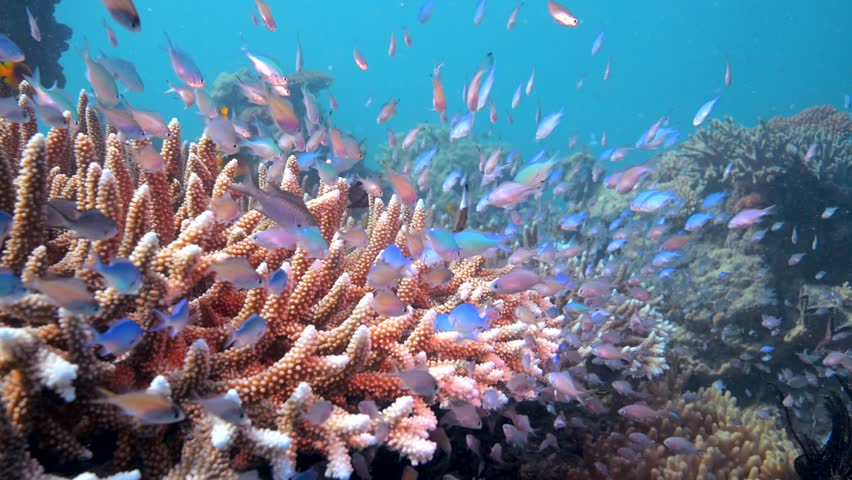 Coral Reef fish schooling above healthy reef system in the Pacific Ocean - Observing Marine biodiversity while Scuba diving in Fiji	