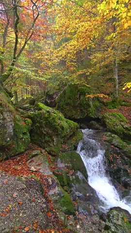 Nestled in a tranquil forest, a gentle stream flows over moss-covered rocks, framed by colorful autumn leaves. The peaceful ambiance invites nature lovers to relax and admire the scenery. Switzerland