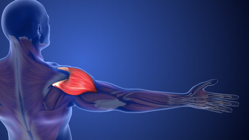 Deltoid Muscle Strain Causing Shoulder Pain