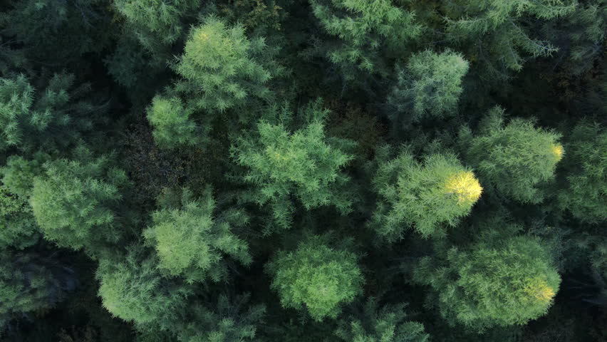Amazing aerial drone view of majestic spruce forest in sunset light. Open mind. Relaxing silent concept. Hope dreams. Trees in early autumn time. Outdoors lifestyle for healthy and fresh air
