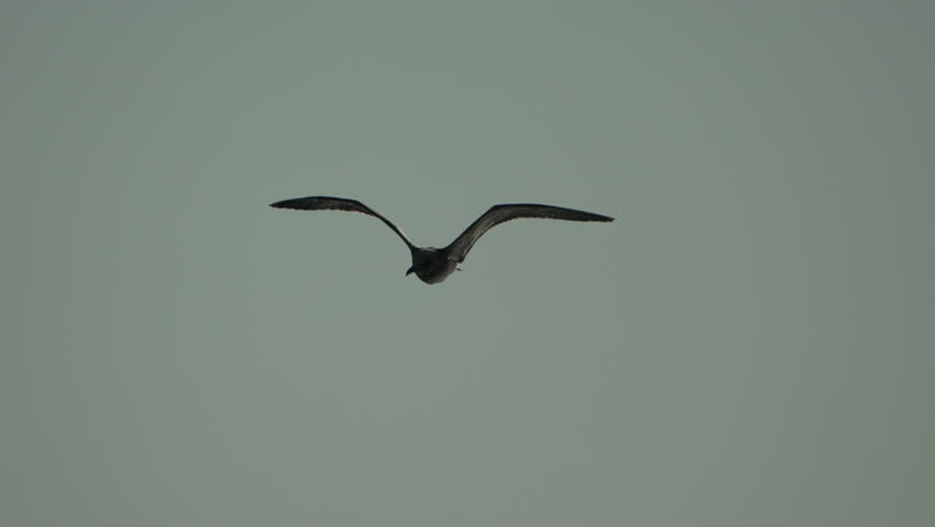 Seagull flying at sunset. Bird is gracefully gliding through air, with wings spread wide. Silhouette of seagull flying in slow motion. Freedom concept.