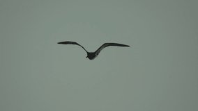 Seagull flying at sunset. Bird is gracefully gliding through air, with wings spread wide. Silhouette of seagull flying in slow motion. Freedom concept. - Powered by Shutterstock - Get 15% off with code: PIKWIZARD15