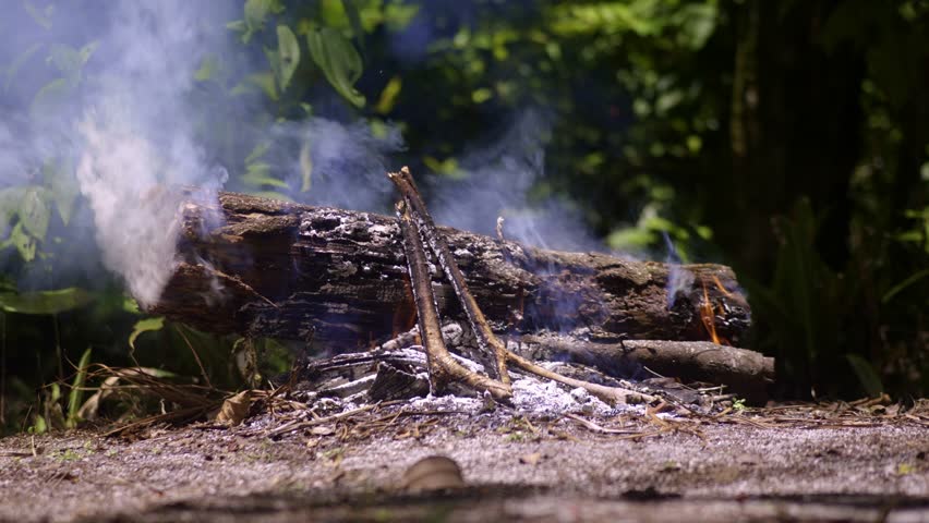 Tree log and branches burning small fire, emitting white smoke