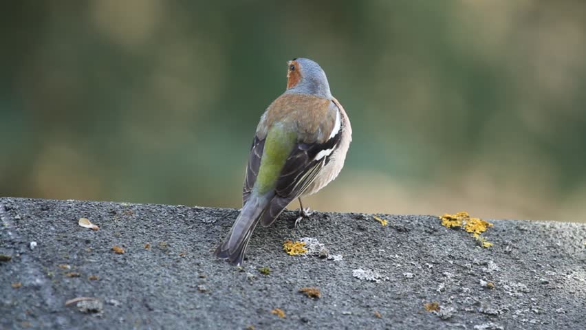 Chaffinch (Fringilla coelebs) singing on the roof