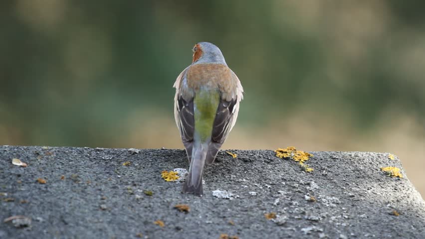 Chaffinch (Fringilla coelebs) singing on the roof