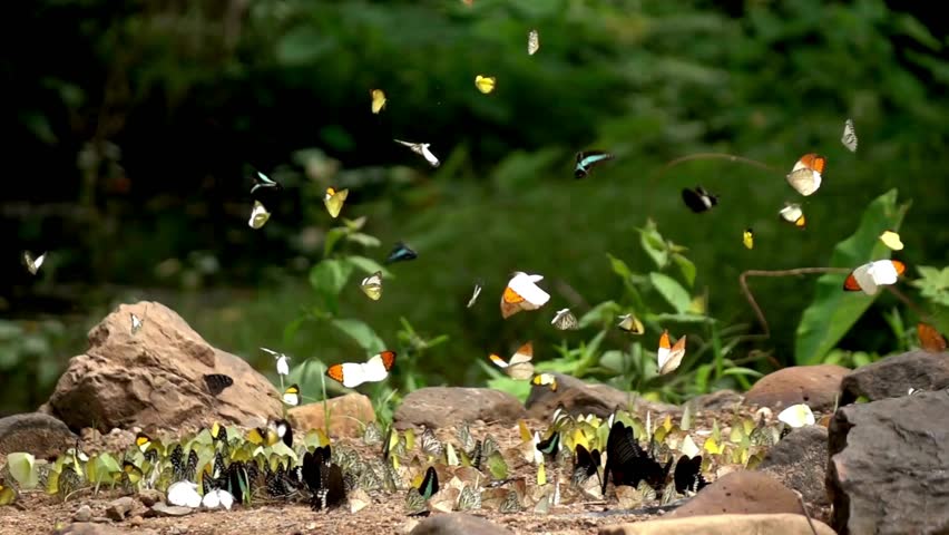 Beautiful butterfly, close-up, Butterfly in flight, Colorful  video, on flower, Butterfly nature scene, Butterfly wings macro,  landing, Majestic 