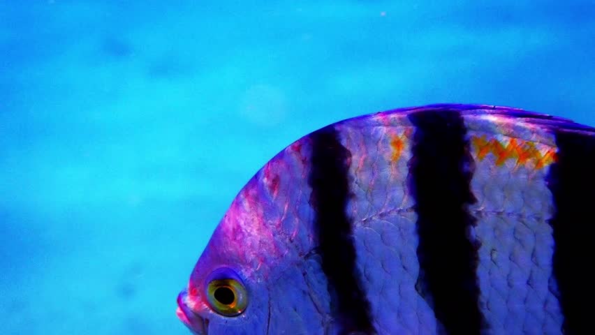 Close-up of Sergeant major, fish belongs to the Family Pomacentridae (Abudefduf saxatilis), it is usual school inhabitant of shallow waters near coral reefs of the Red Sea