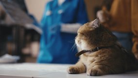 Close-up of a cat at vet's office, animal doctor discussing x-ray with the owner - Powered by Shutterstock - Get 15% off with code: PIKWIZARD15