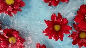 Red chrysanthemum flowers float in water. Raindrops fall on chrysanthemum flowers in water. The concept of wellness, spa, relaxation and self-care. Slow motion - Powered by Shutterstock - Get 15% off with code: PIKWIZARD15