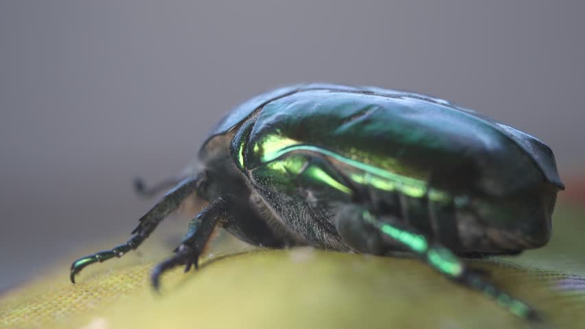 June bug, green bug ultra macro view, extreme close up, Green beetle, beetle head movement, Cotinis nitida insect