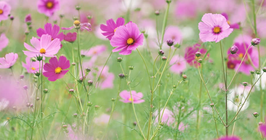 Beautiful cosmos flowers swaying in a wind with small white butterfly flying
