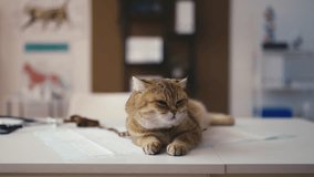 Cute Chinchilla British Shorthair cat sitting at veterinary office, pet check-up - Powered by Shutterstock - Get 15% off with code: PIKWIZARD15