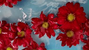 Red chrysanthemum flowers float in water. Raindrops fall on chrysanthemum flowers in water. The concept of wellness, spa, relaxation and self-care. Slow motion - Powered by Shutterstock - Get 15% off with code: PIKWIZARD15