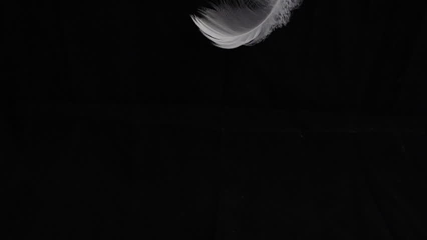 Goose feathers feather slow motion on black background.