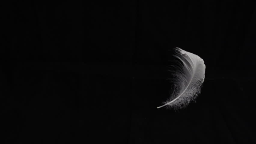 Goose feathers feather slow motion on black background.