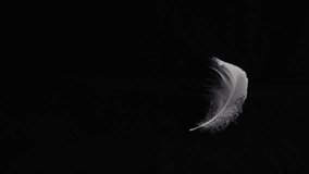Goose feathers feather slow motion on black background. - Powered by Shutterstock - Get 15% off with code: PIKWIZARD15
