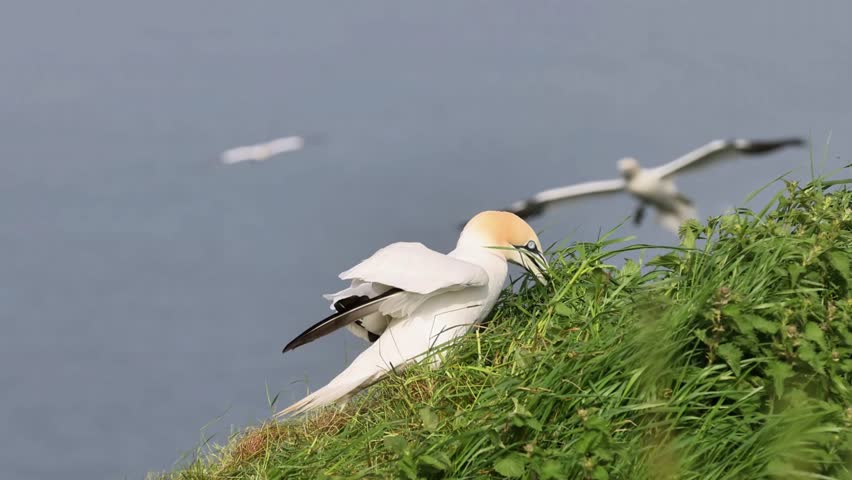 Gannet (Morus bassanus) collecting nesting material on the cliff edge.