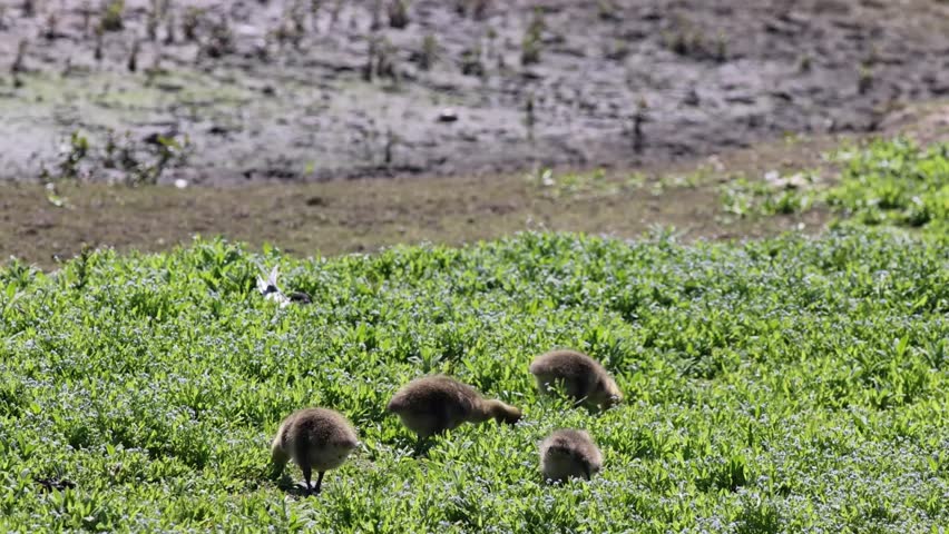 Canada goose (Branta canadensis) chicks feeding in the grass.