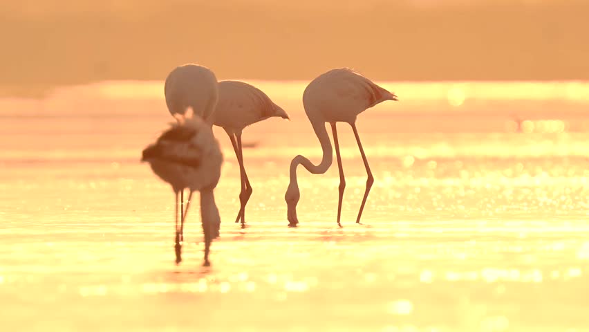 Migratory birds Greater Flamingo backlit wandering in the shallow water at the bird sanctuary in the early winter morning golden light 