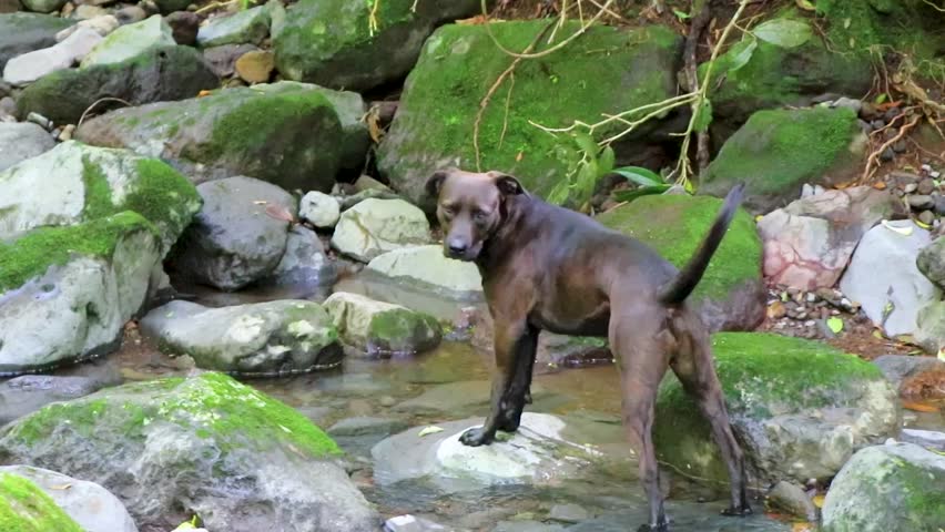 Beautiful majestic black dog at river steam in tropical jungle forest in Para Heredia Costa Rica in Central America.